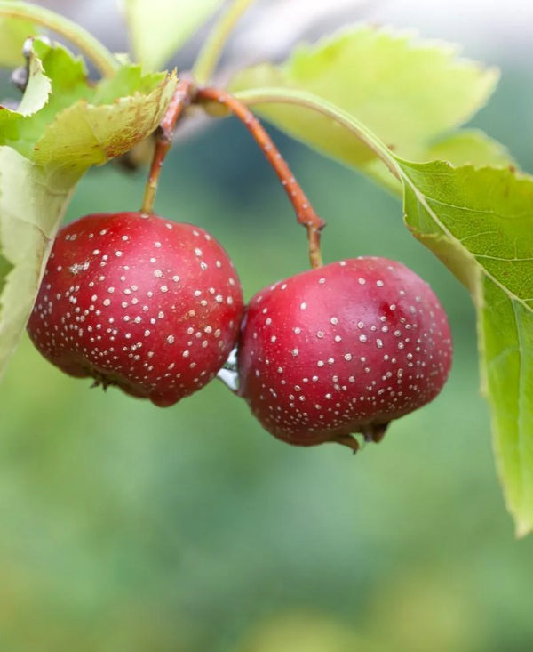 Chinese Hawthorn Berries